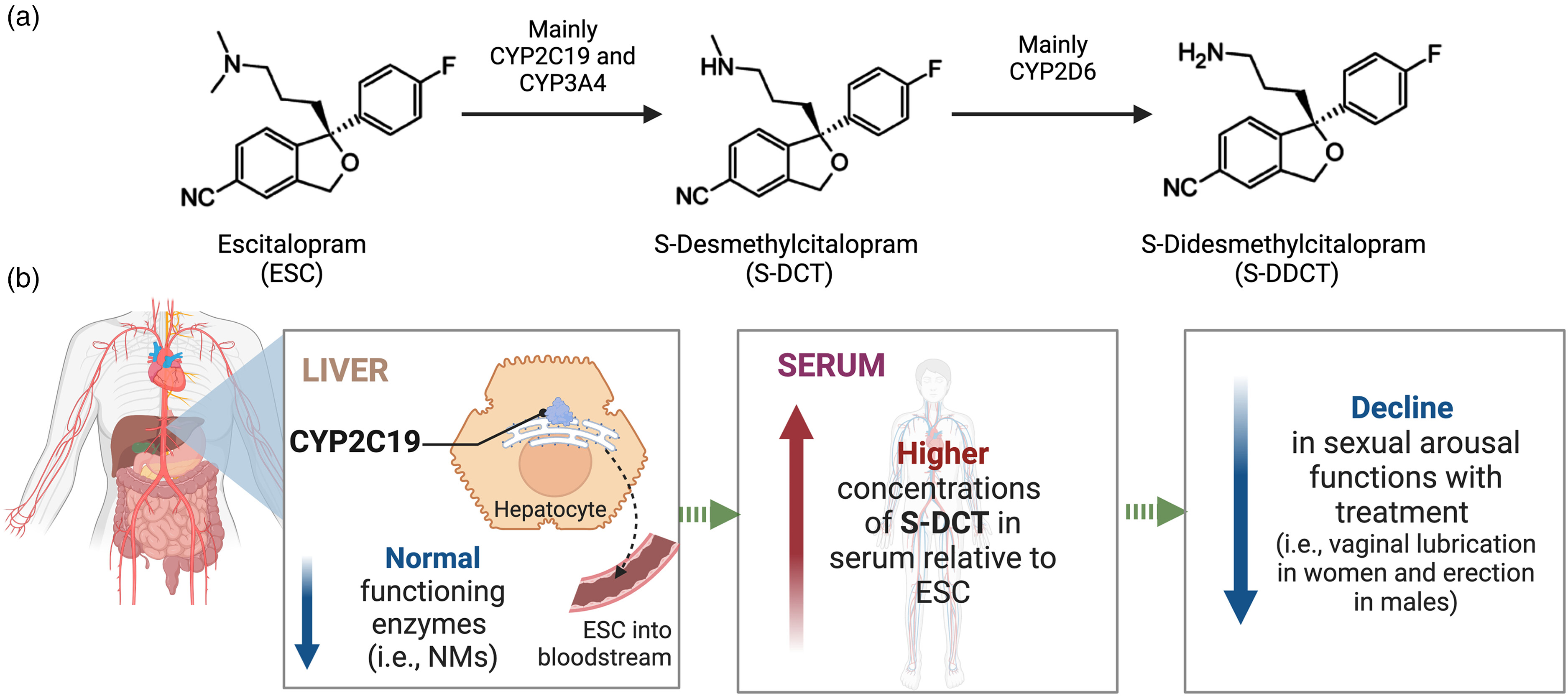 Proposed model explaining the effects of variations in CYP2C19 on sexual arousal functions