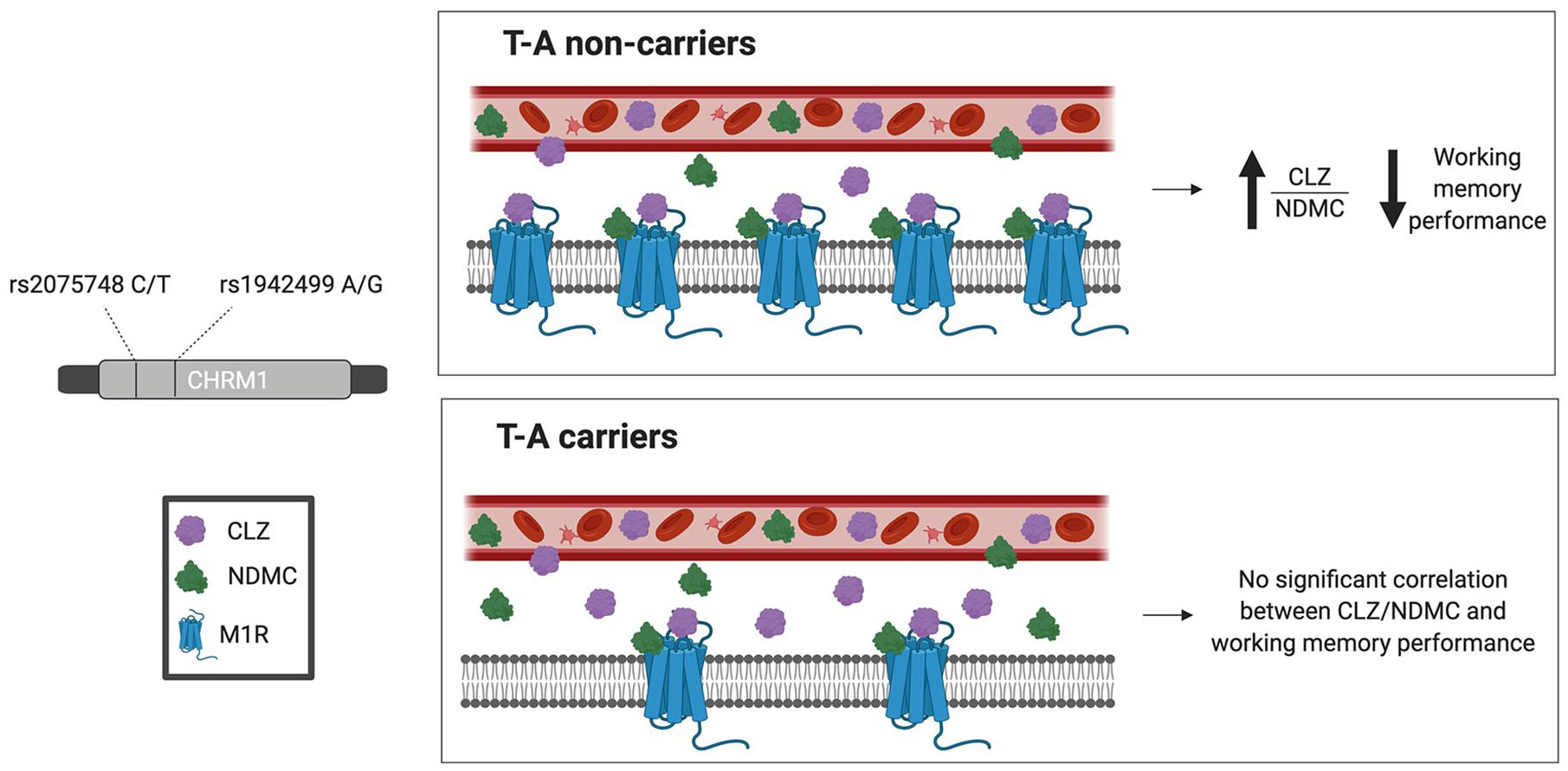 Hypothesised model for the effect of CHRM1 rs2075748-T and rs1942499-A haplotype on the association between CLZ/NDMC ratio and working memory